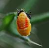 Harmonia axyridis